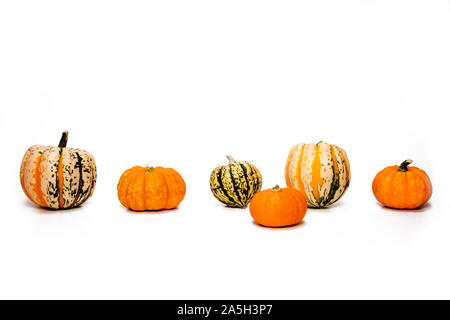 6 Kürbisse und Mini Kürbisse auf weißem Hintergrund mit viel Weiß Kopie Raum Stockfoto