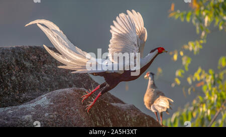 Fuzhou, Provinz Fujian in China. Okt, 2019 19. Silber Fasane sind an der Exiandong Naturschutzgebiet in Nanjing County, im Südosten der chinesischen Provinz Fujian, Okt. 19, 2019. Credit: Mei Yongcun/Xinhua/Alamy leben Nachrichten Stockfoto