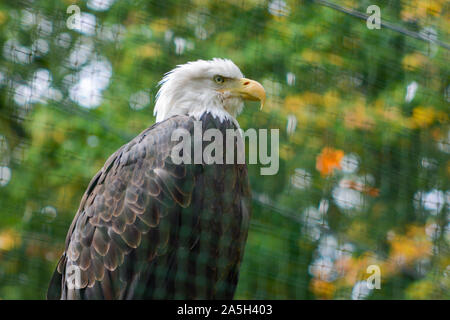 Porträt der Weißkopf-Seeadler (Haliaeetus Leucocephalus lat.) Stockfoto