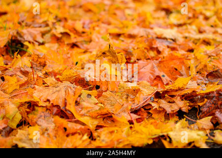 Ab Herbst Ahorn Blätter Hintergrund. Herbst Konzept. Stockfoto