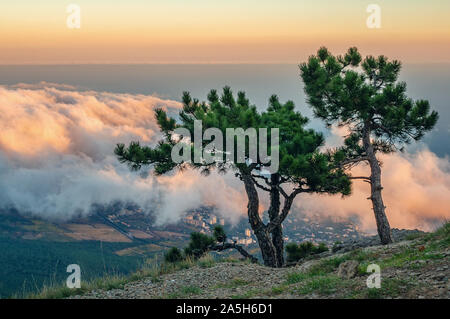 Zauberhafte Berglandschaft mit zwei einsame Kiefern auf dem Hintergrund der Wolken. Krim Kiefer auf der felsigen Oberfläche des Mount AI-Petri ist eine erstaunliche coexis Stockfoto