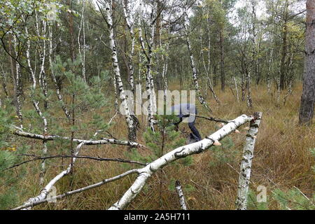 Frau Pilze sammeln im Wald Stockfoto