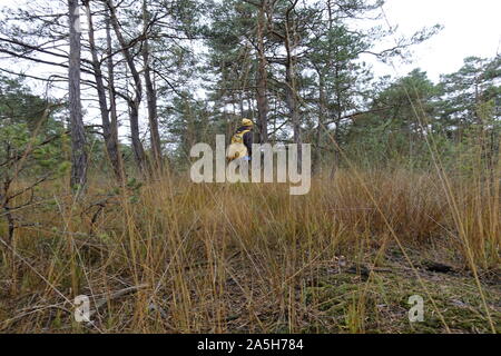 Frau Pilze sammeln im Wald Stockfoto