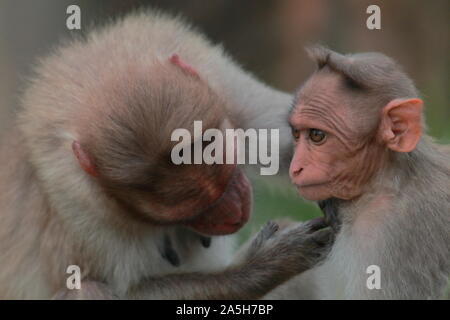 Mutter und Baby Haube Makaken (Macaca radiata) in Bandipur National Park in Karnataka, Indien. Dieses endemische Affen der alten Welt auch als zati bekannt Stockfoto