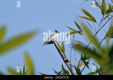 Schwarz - geflügelte Drachen oder Schwarz - geschultert Kite (Elanus caeruleus) sitzt auf der Spitze der Bambus Zweig, Landschaft von West Bengalen in Indien Stockfoto