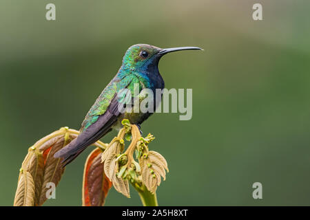 Black-throated Mango - Anthracothorax nigricollis, selten schüchtern Humminbird von Andinen Pisten von Südamerika, wilde Sumaco, Ecuador. Stockfoto