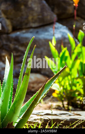 Blätter der Aloe Vera auf natürlichen Hintergrund Stockfoto