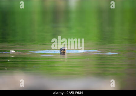 Gefährdete Tier glatt beschichtet Otter oder Lutrogale perspicillata Spiegelbild spielen Im grünen ruhigen Wasser des ramganga Flusses, Jim Corbett National Park Stockfoto