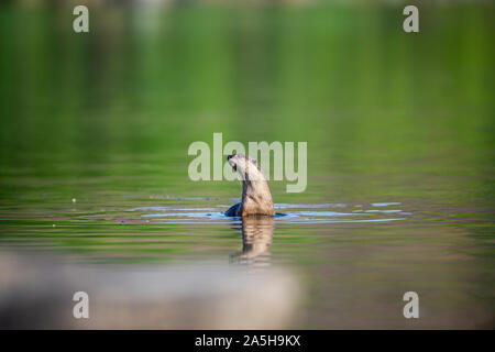 Gefährdete Tier glatt beschichtet Otter oder Lutrogale perspicillata Spiegelbild spielen Im grünen ruhigen Wasser des ramganga Flusses, Jim Corbett National Park Stockfoto