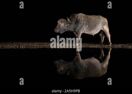 Eine afrikanische Büffel stehen durch ein Wasserloch in der Nacht im Wasser widerspiegelt Stockfoto