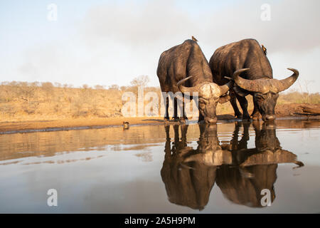 Zwei afrikanische Büffel trinken, während ihre oxpeckers ein Bad nehmen Stockfoto