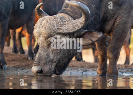 Nahaufnahme einer Buffalo trinken aus einem Wasserloch in Zimanga Private Game Reserve Stockfoto