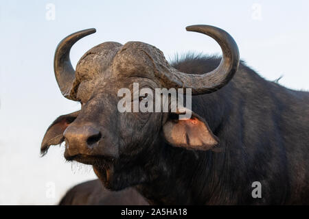 Nahaufnahme einer afrikanischen Büffel in Zimanga Private Game Reserve Stockfoto