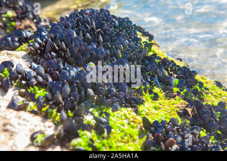 Muscheln auf den Felsen, auf dem Ocean Shore festhalten Stockfoto