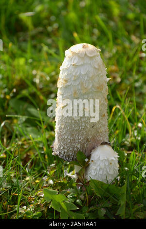 Coprinus comatus oder shaggy ink Cap im Herbst Sonne, Jungen und weißen shaggy mane Pilz Stockfoto