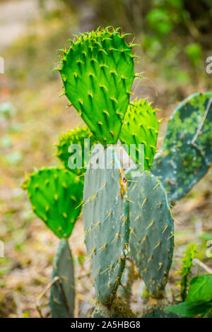 Eine stachelige wild Kaktus Pflanze in Frontera Audubon Society, Texas Stockfoto