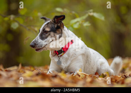 Hund in der gelben Blätter im Herbst im Park. Haustier für einen Spaziergang. Stockfoto