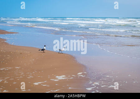 Eine lachende Möwe in South Padre Island, Texas Stockfoto