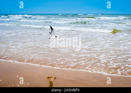 Eine lachende Möwe in South Padre Island, Texas Stockfoto