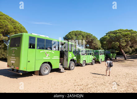 Geführte Tour im Nationalpark von Doñana, Huelva, Spanien Stockfoto