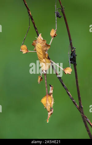 Wandernde Geigenmantis tarnt sich unter Zweigen Stockfoto
