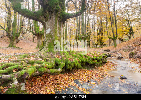 Buche Wald von Otzarreta, Naturpark Gorbeia, Vizcaya, Spanien Stockfoto