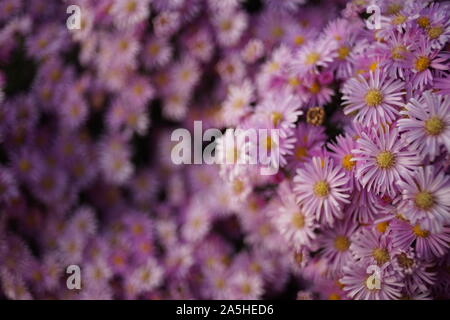 Lila chrysantheme Blumen Busch. Natürliche floral background. Stockfoto
