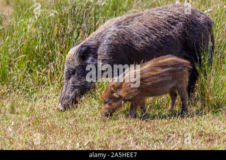 Wildschwein oder Eurasische Wildschwein - Sus scrofa -, Nationalpark von Doñana, Huelva, Spanien Stockfoto