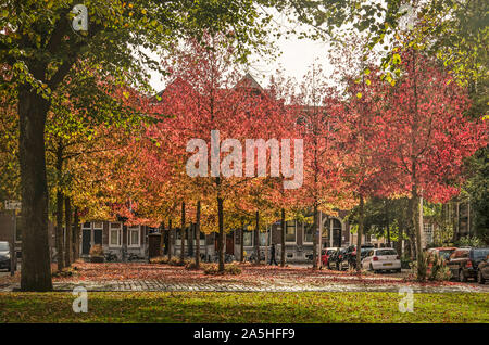 Rotterdam, Niederlande, 20. Oktober 2018: Ansicht von G. W. Burgerplein, einen kleinen Platz mit Reihen von sweet Gum Trees, an einem sonnigen Tag im Herbst Stockfoto