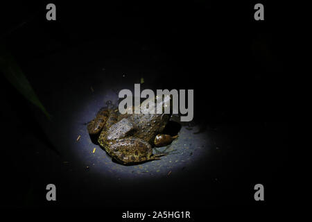 Frosch im Rampenlicht Stockfoto