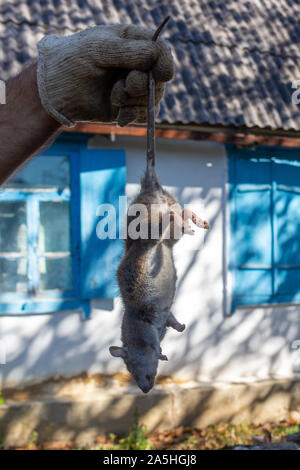 Behandschuhte Hand ist ein Mann hält eine große tote Ratte am Schwanz vor dem Hintergrund eines Dorfes Haus mit blauen Fensterläden an einem Herbsttag Stockfoto