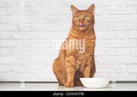 Lustige ginger cat Licking sein Gesicht neben einem weissen Futternapf. Stockfoto