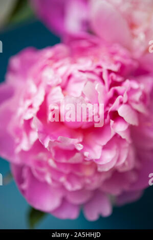 Rosa Pfingstrose Blumen in Vase Stockfoto