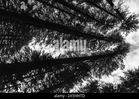 Schwarz / weiß-Bäume Stockfoto