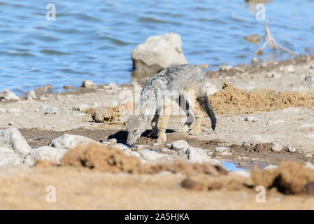 Wilder schakal am Wasserloch in der afrikanischen Savanne Stockfoto