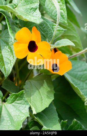 Thunbergia alata 'Orange Beauty'. Black Eyed Susan 'Orange Beauty' Stockfoto