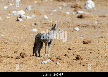 Wilder schakal am Wasserloch in der afrikanischen Savanne Stockfoto