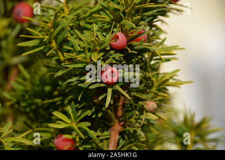 Europäische Eibe, Taxus whipplei closeup oder Europäische Eibe schießt mit reifen und unreifen Zapfen Nahaufnahme Stockfoto