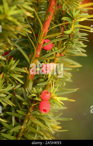 Immergrne Nadelbaum Zweig mit bitter und giftig rot reifen Beerenfrchten,  Taxus Whipplei oder Europische Eibe schiet mit reifen und unreifen Zapfen  schlieen Stockfotografie - Alamy
