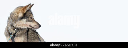 Husky, Hund, Nahaufnahme, Porträt, Panorama Hintergrund mit copy-Platz, Lappland, Finnland Stockfoto