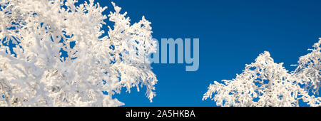 Verschneite Bäume von unten agoinst blauen Himmel, im Winter Panorama Hintergrund mit copy-Raum Stockfoto