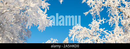 Verschneite Bäume von unten agoinst blauen Himmel, im Winter Panorama Hintergrund mit copy-Raum Stockfoto