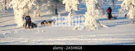 Husky Hundeschlittentouren in Lappland, Panorama winter Hintergrund, Finnland Stockfoto