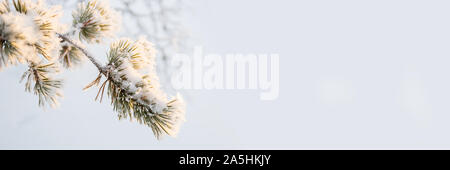 Snowy Pine Tree Branch close-up im Winter, weiß Panoramablick Hintergrund mit copy-Raum Stockfoto