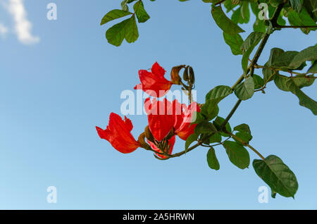 Filiale der roten Spathodea Blume, wird allgemein als die Afrikanischen tuliptree in tropischen Garten von Teneriffa, Kanarische Inseln, Spanien. Schöne lebendige Stockfoto