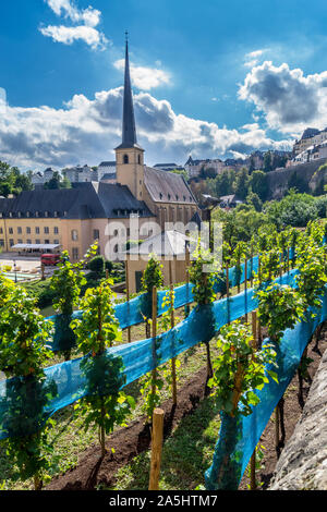 Weinberg durch die Kirche von Saint Jean du Grindelwald, Wengen, der Stadt Luxemburg, Großherzogtum Luxemburg Stockfoto