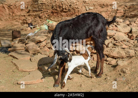 Baby Ziege Saugt Milch von ihrer Mutter in Bundi. Rajasthan. Indien Stockfoto