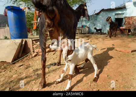 Baby Ziege Saugt Milch von ihrer Mutter in Bundi. Rajasthan. Indien Stockfoto