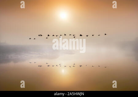 Kanada Gänse über den Fluss bei Sonnenaufgang Stockfoto