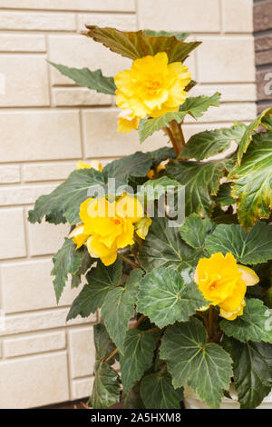 Blühende Begonia wächst in den Blumentopf im Garten. Pflanze mit großen gelben Blüten Stockfoto